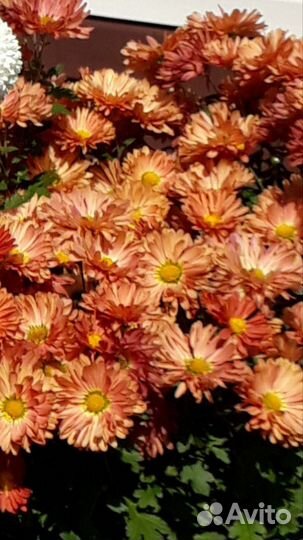 Хризантемы