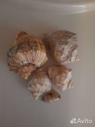 Морские ракушки раковины