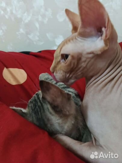 Котёнок донского сфинкса.Браш