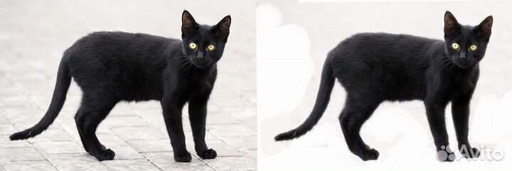 Услуги фотошопа, удаление и замена фона