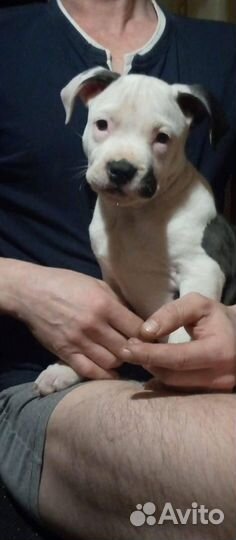 Стаффордширский терьер вязка