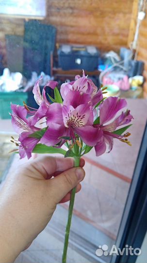 Букет с доставкой