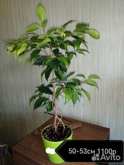 Фикус Бенджамина