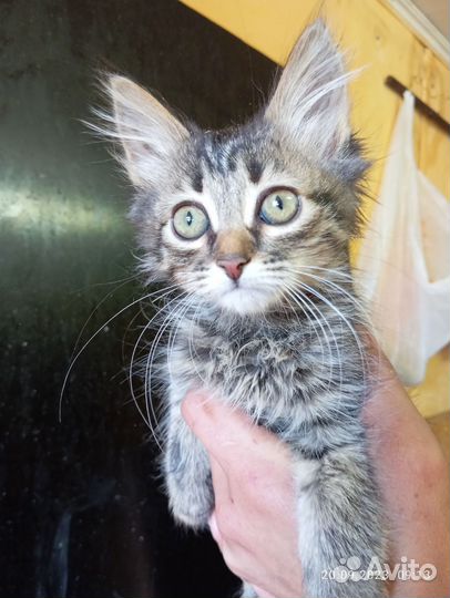 Котенок в дар