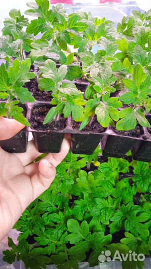 Томат пинокио семена