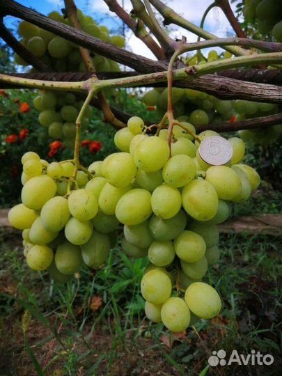 Саженцы и черенки винограда