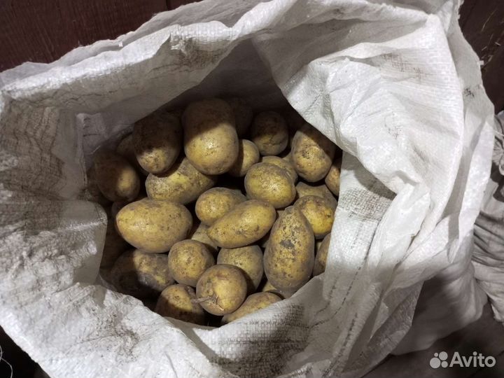 Продам картофель со своего огорода