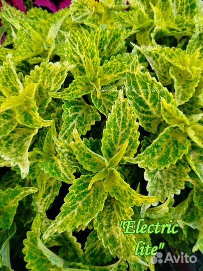 Колеусы вегетативные