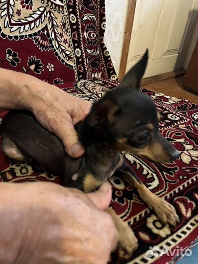 Той-терьер девочка