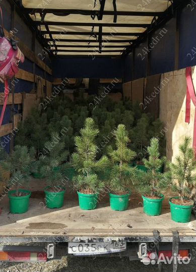 Саженцы кедра от производителя