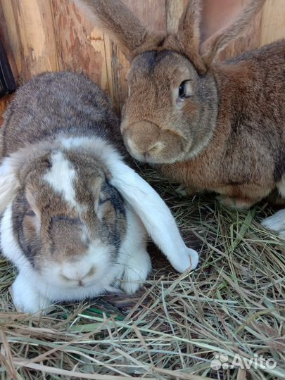 Кролики великаны