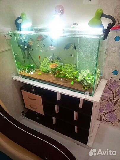 Гурами лунный белый/мрамор. Молли пятнистые.Трава