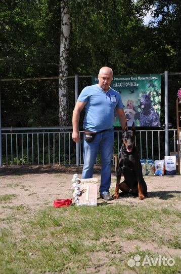 Доберман-вязка