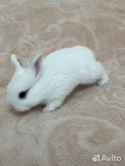 Декоративные кролики