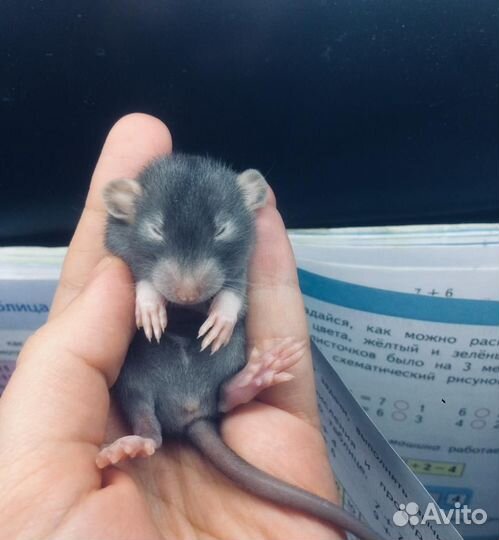 Крысята Дамбо уникальные