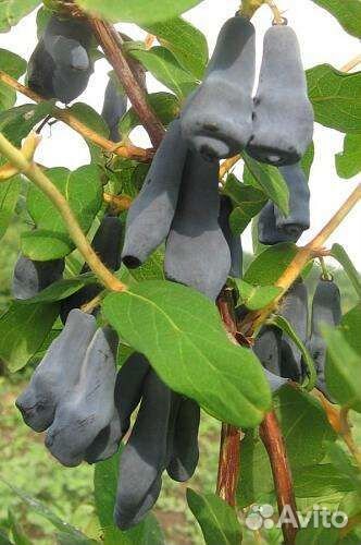 Жимолость крупноплодная