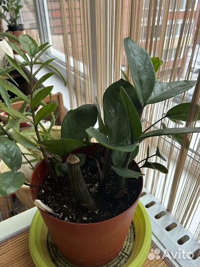 Замиокулькас