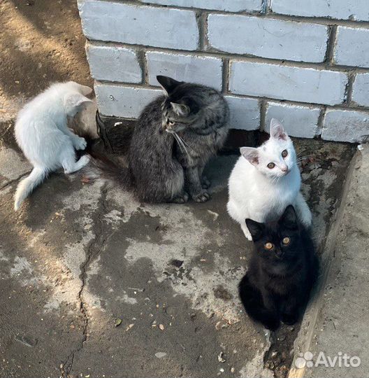 Котята георгиевск