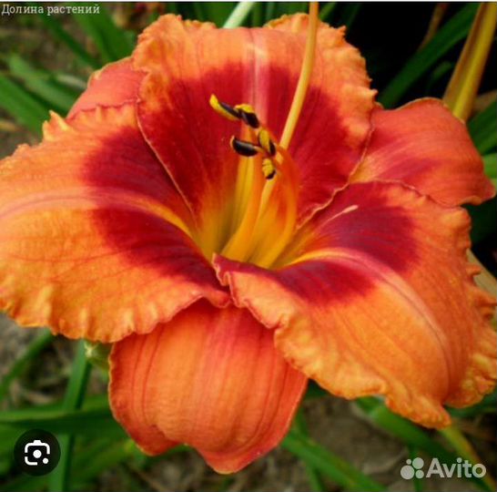 Лилейники сортовые