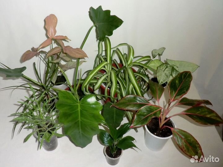 Цветочный mix разных видов