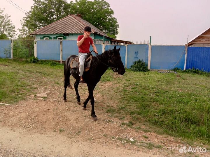 Карачаевский жеребец