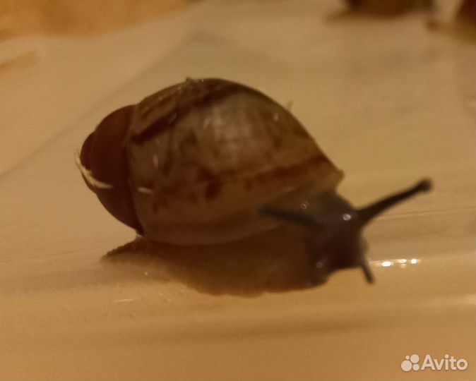 Улитки архахатины