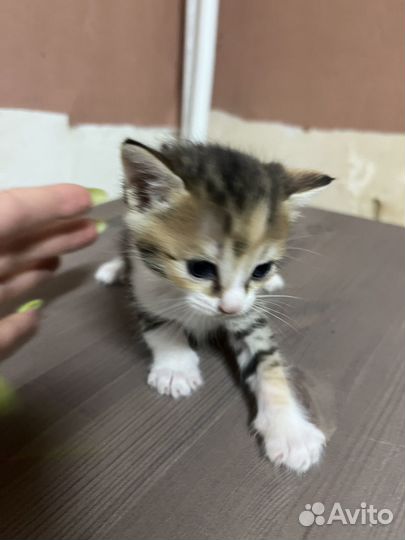 Кошка