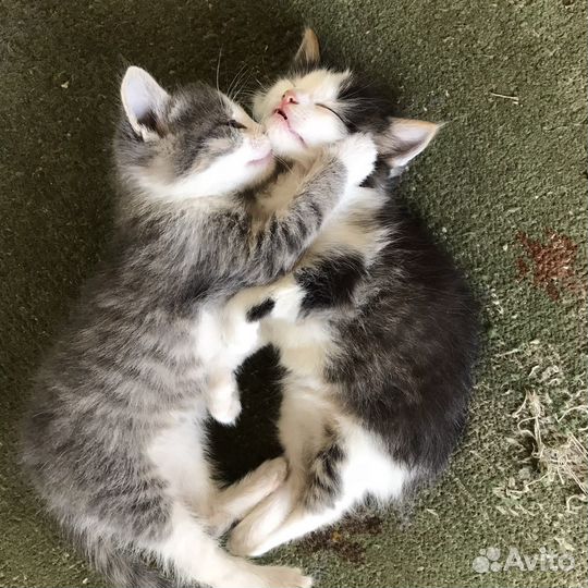 Котятки в добрые руки