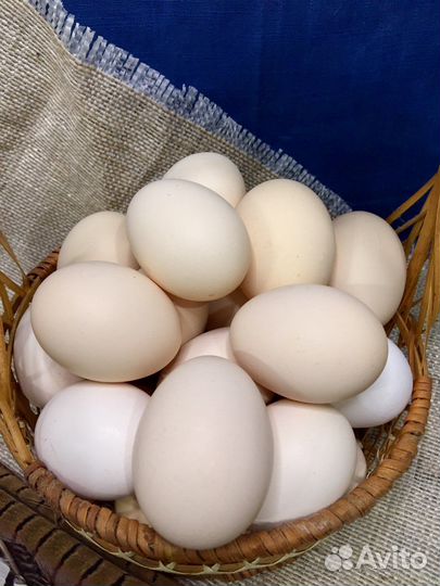 Инкубационное яйцо Пушкинская порода