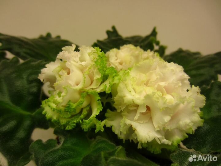 Цветущие розетки, черенки,детки, стартеры фиалок