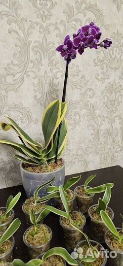 Орхидея Magic leaf