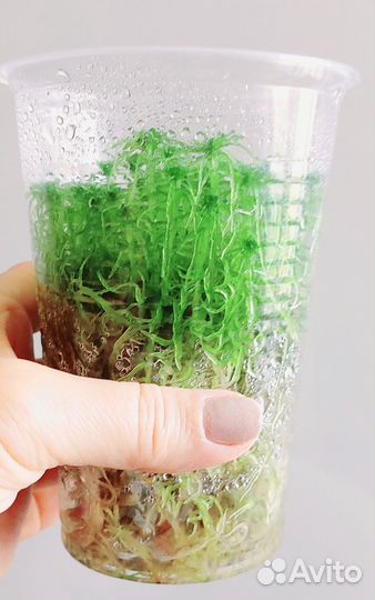 Свежий мох сфагнум