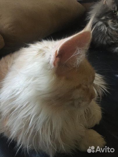 Мейн кун кот пять месяцев