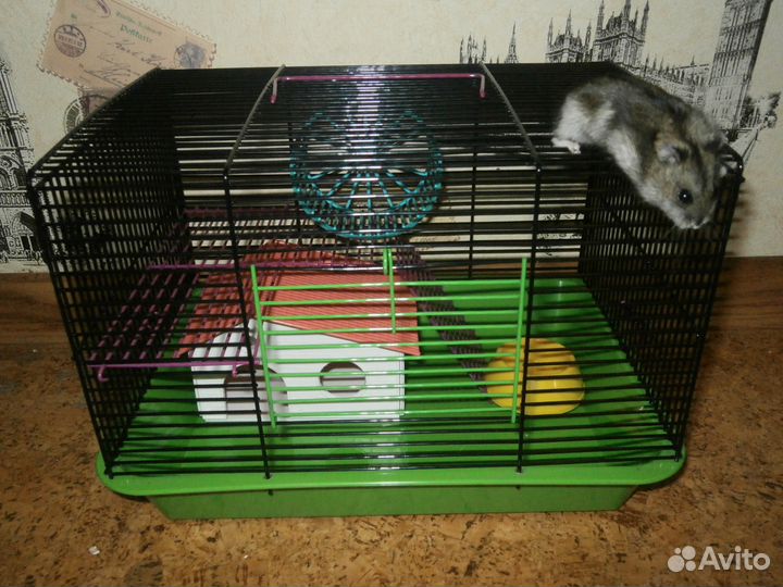 Джунгарский хомяк с новой клеткой