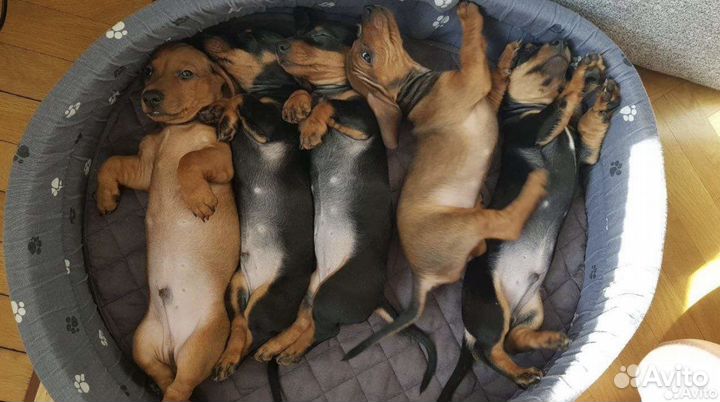 Такса вязка