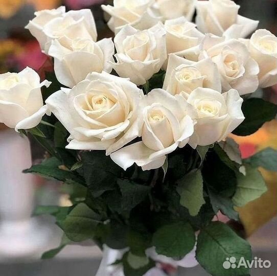 Розы Букеты Цветы Розы 31 101 151 201 Доставка