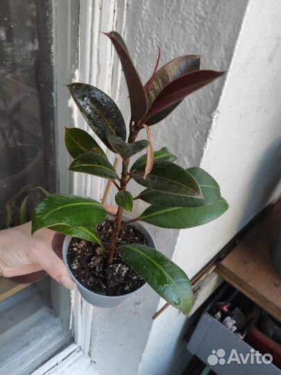 Фикус каучуконосный