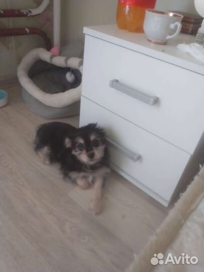 Маленькая собака чихуахуа