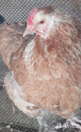 Инкубационное яйцо породистых кур