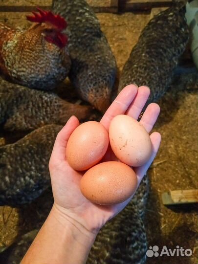 Билефельдер Инкуб/яйцо