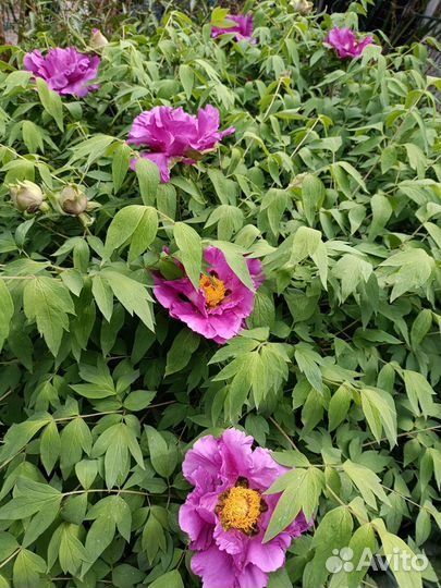 Саженцы цветущего пиона древовидного