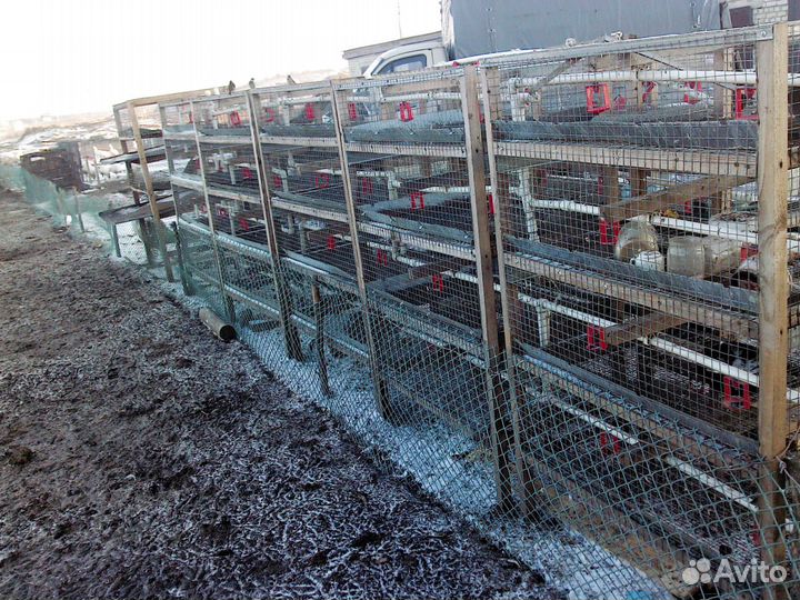 Клетки для перевозки и содержания птиц