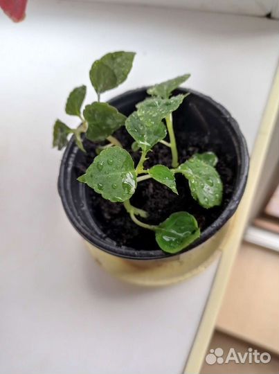 Бальзамин мини