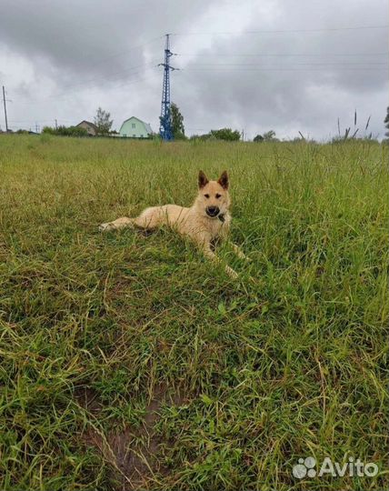 Собака щенок рыжий овчар бесплатно