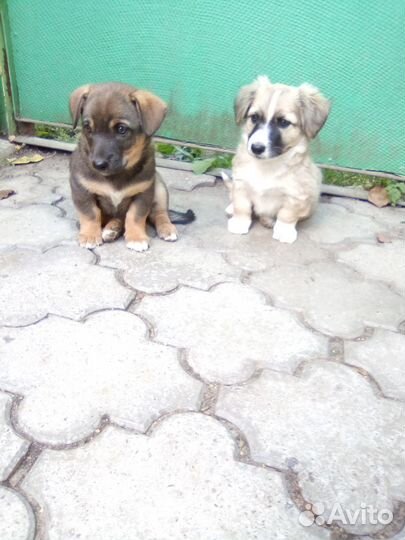 Щенки в добрые руки бесплатно