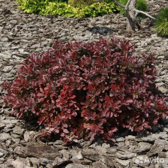 Барбарис Атропурпуреа Нана