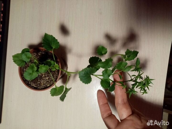 Кампанула биколор