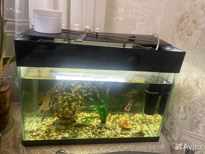 Аквариум с рыбками