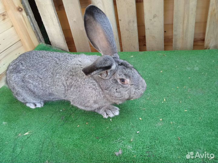 Кролики Великаны