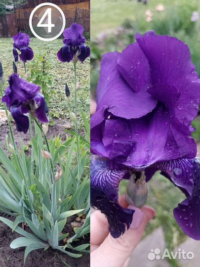 Лилия, ирисы, гейхеры, хосты